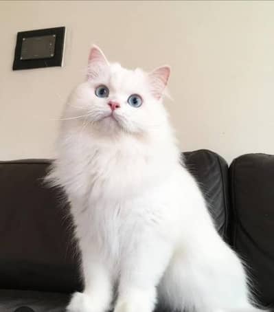 Persian cat available