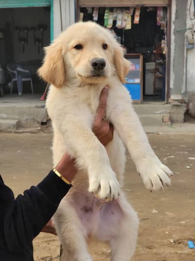 Golden retriever male