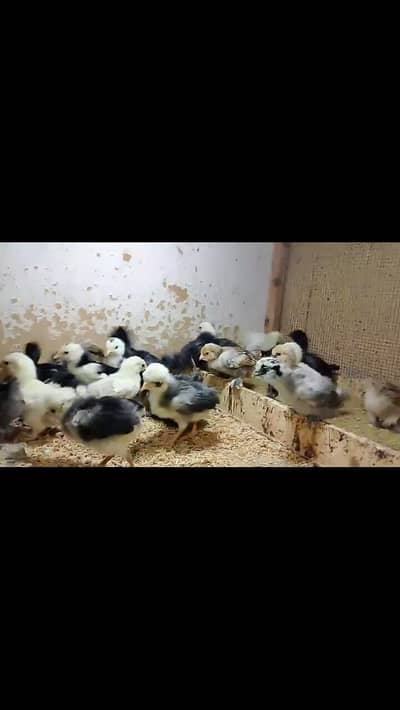 ko shamo, sebright,polish,buff,bantam,silky,ayam cemani,Heera,