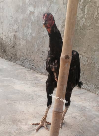 Nawab Waly Kalay Mushka Aseel Madi /Murgi Long Height 03286919456