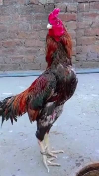 ak desi 2500  bengum morga  old fimel baridar pair 14 k