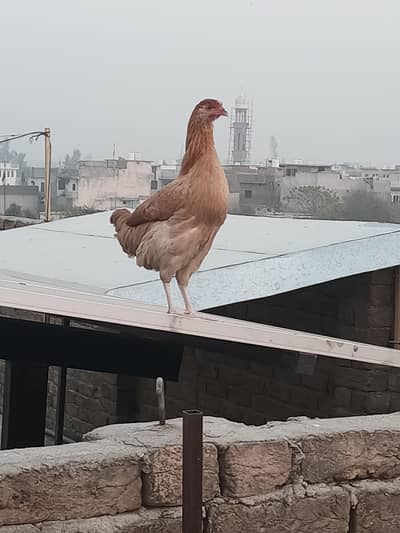 Ghar ki palie hoi Murgi for sale