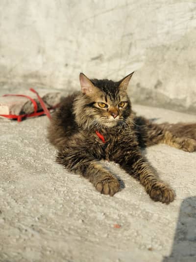 Male persian cat