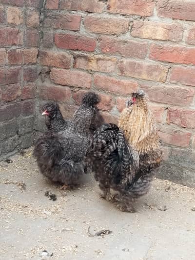 coco silkie trio