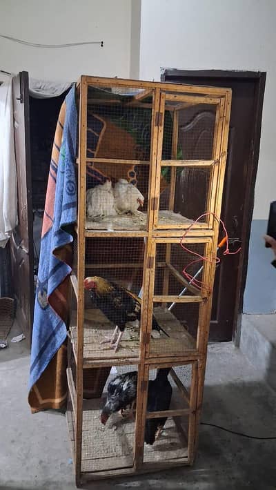 aseel Murgha patha pathi for sale