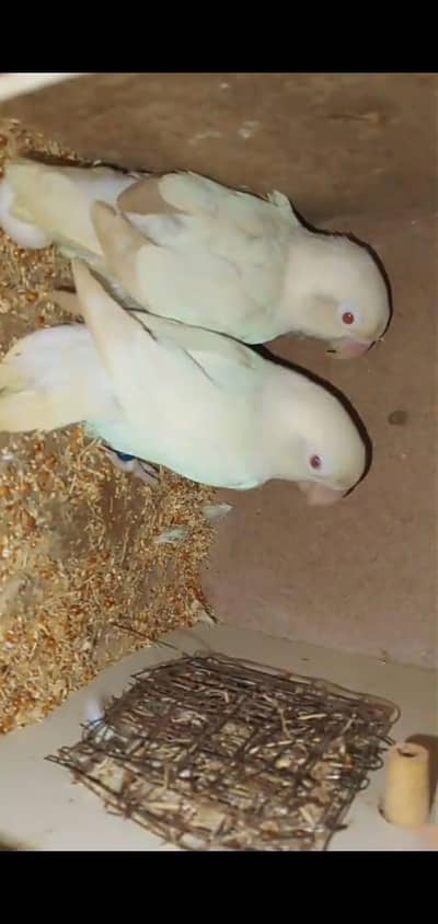 breeder pair