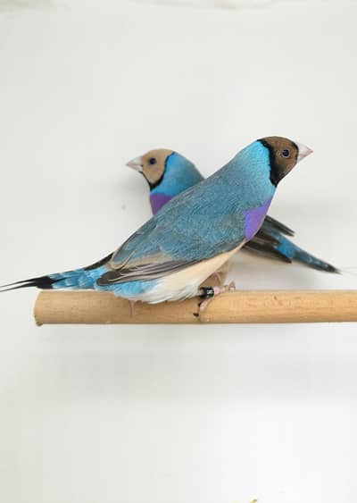 EUROPEAN LINE LADY GOULDIAN GOLDIAN FINCH