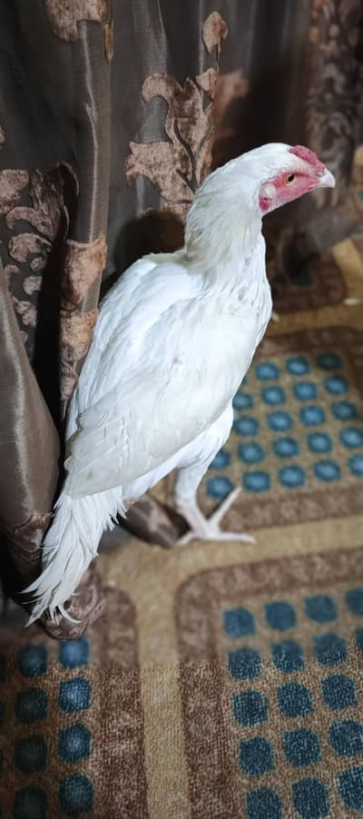 paper white ha bohat acha ha