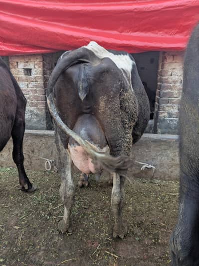 Frisian cholistani cross breed cow taza soi Sath Wacha