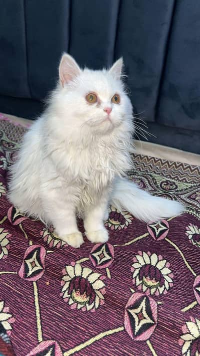 Persian Male and Female Kittens