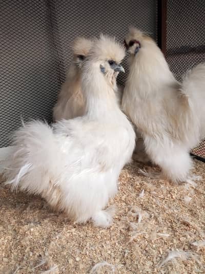 White silky and blue heavy buff eggs