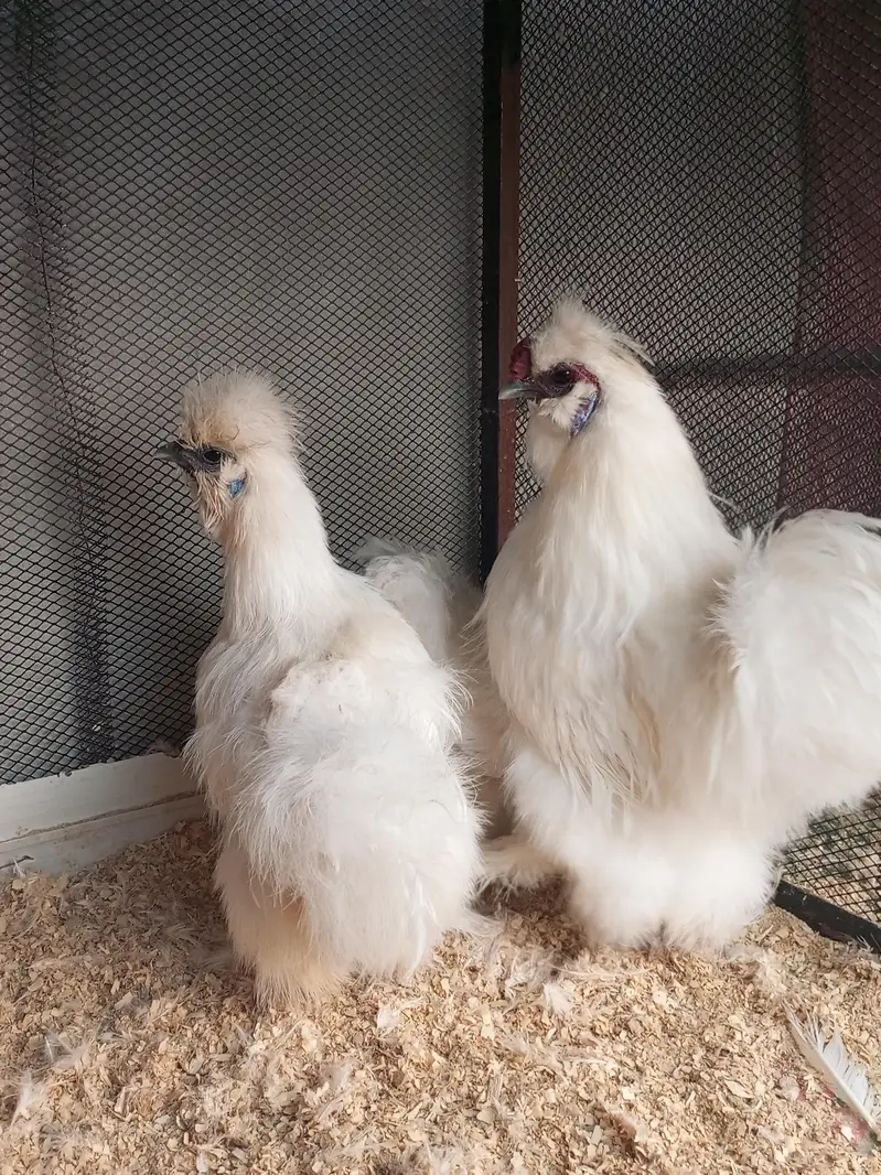 White silky and blue heavy buff eggs — photo 2