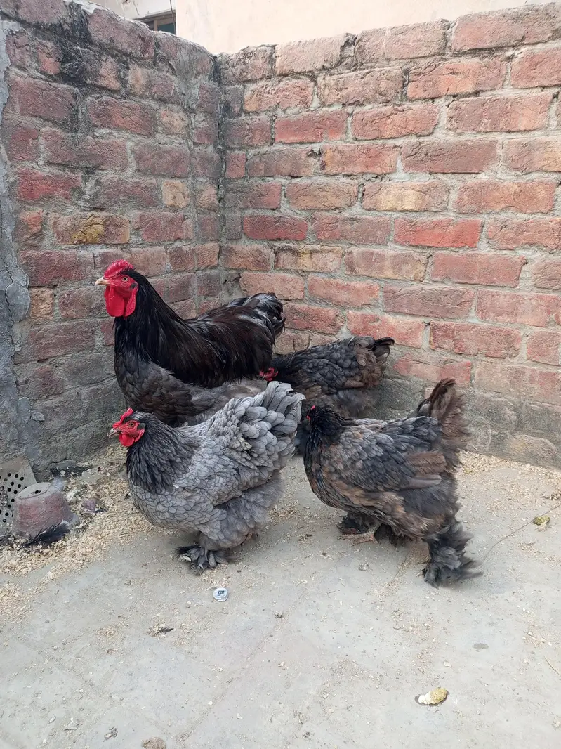 White silky and blue heavy buff eggs — photo 3