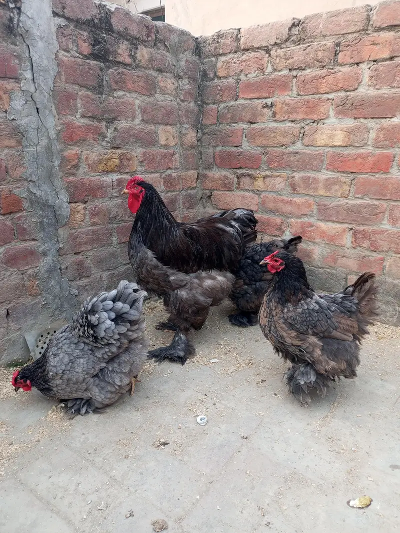 White silky and blue heavy buff eggs — photo 4