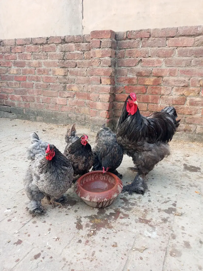 White silky and blue heavy buff eggs — photo 5