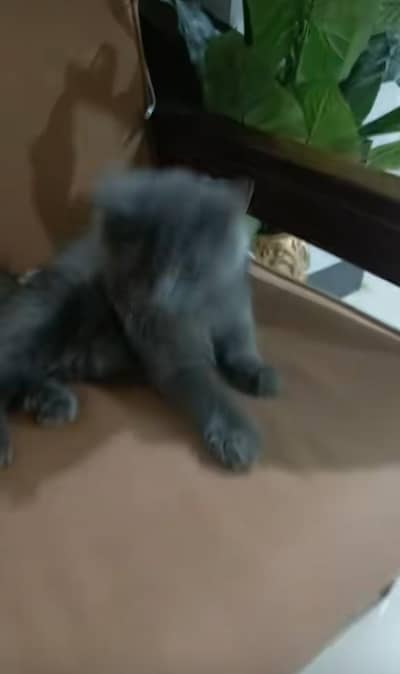 persion cat for sale