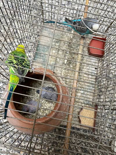 Australian parrots adult bridges pair and chicks