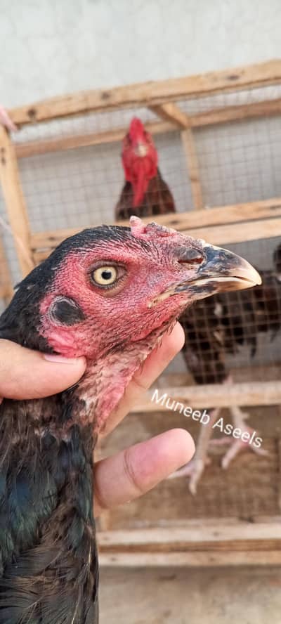 Nawab Waly Kalay Mushka Aseel Madi /Murgi Long Height 03286919456