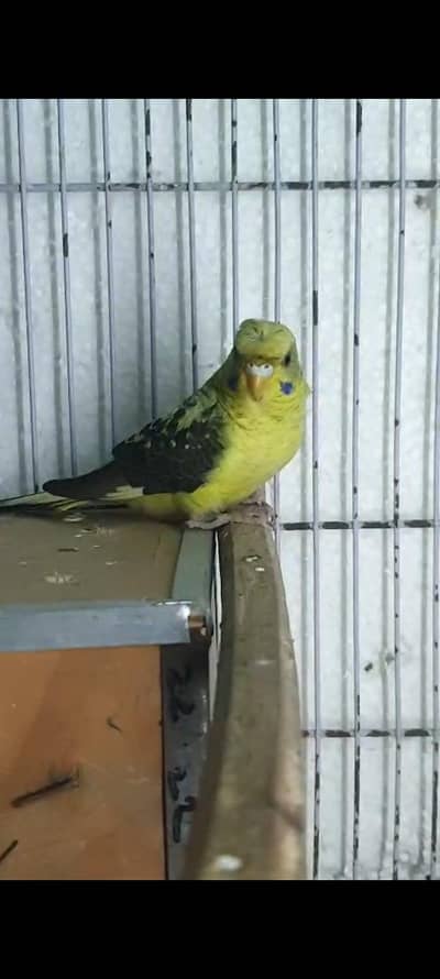 black wings visual hogo  exchange with hogoromo