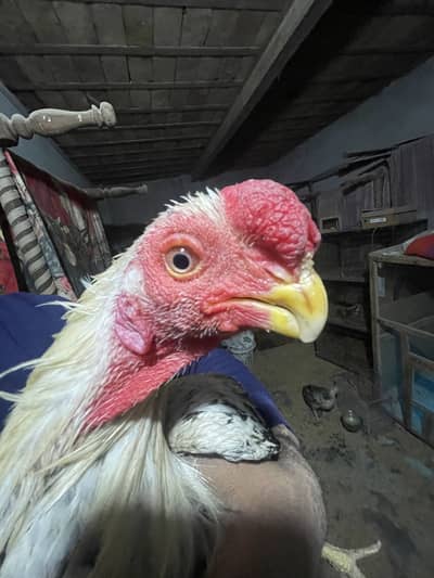 Indeon parrot beak long tail egg