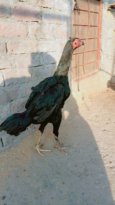 German oh shampoo. king size