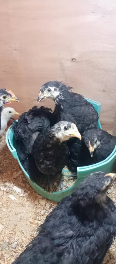 Black buff chicks age 2 months