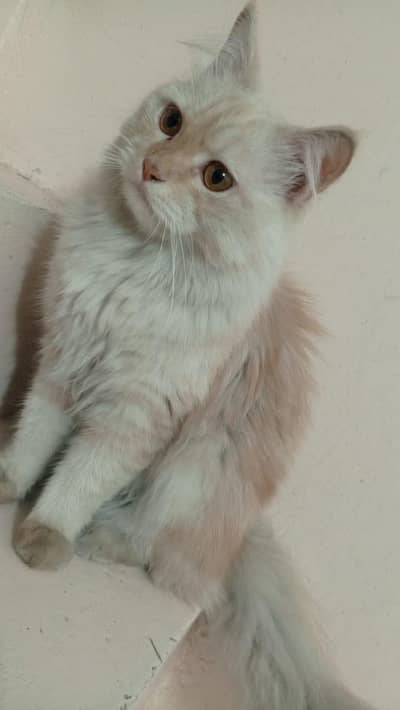 persian male cat available