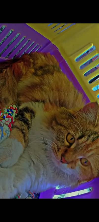 the beautiful Dora cat  