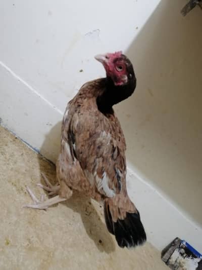 miyawali assel for sale 03195793061