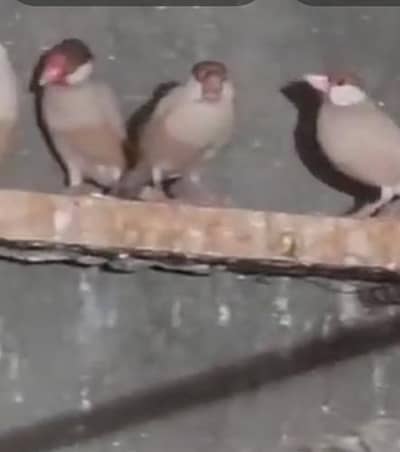 mashallah healthy and active  fown jaws for sale