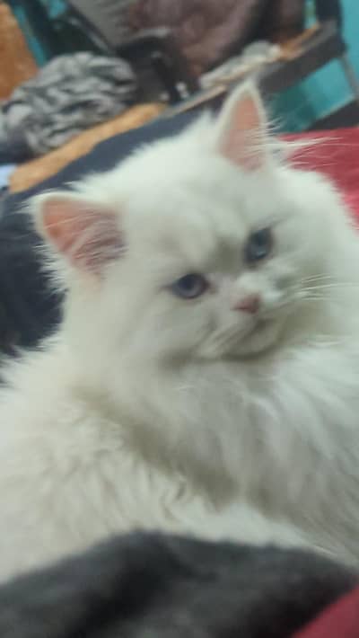 Persian    for sale