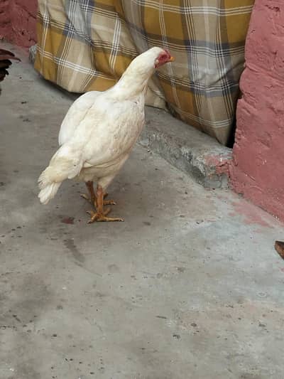 mianwali shajrah  nasl pure white