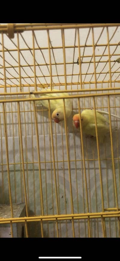 Lovebird breeder pairs for sale