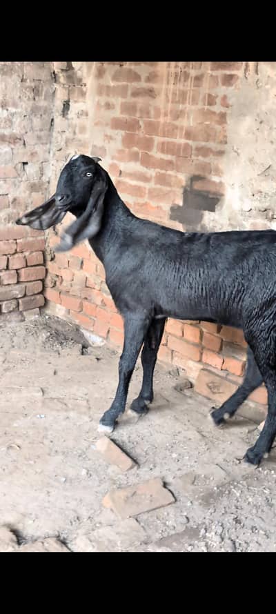 Amratsari beetal first timer female