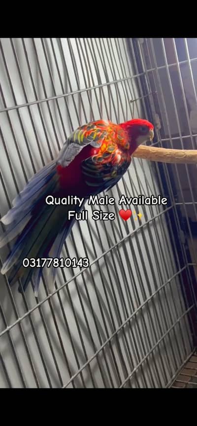 Red Rosela Male Available