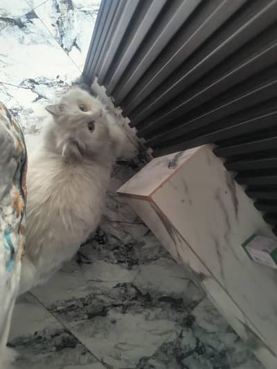 persian triple coat cat