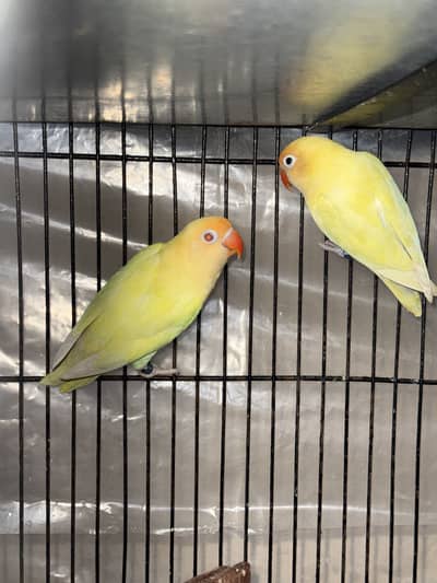 Love birds 4 pairs for sale