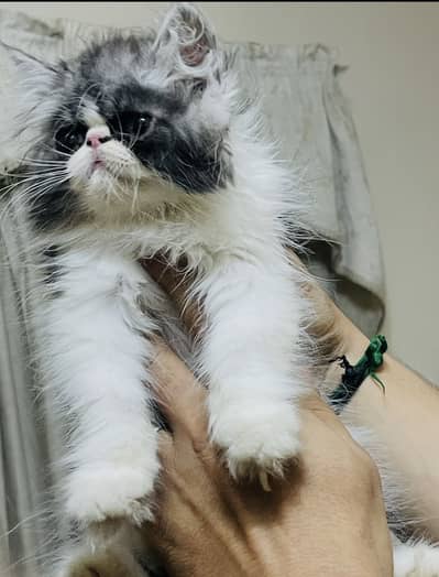 Cfa bloodline peki kittens available
