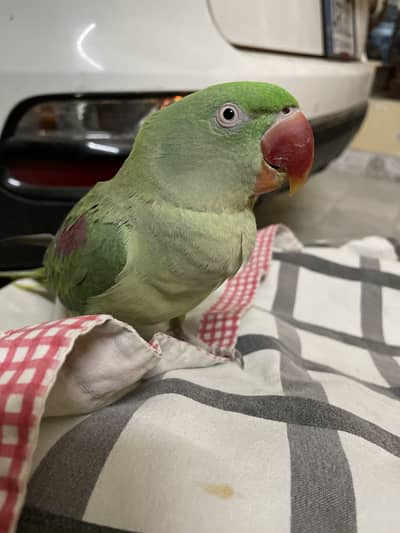 Female raw parrort for sale