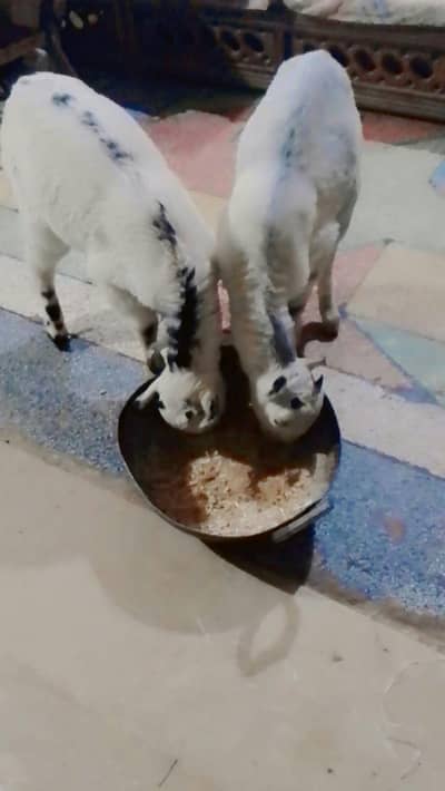 Pure Russian Teda Male$