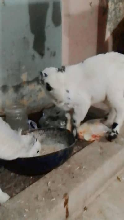 Pure Russian Teda Male Chashma Print