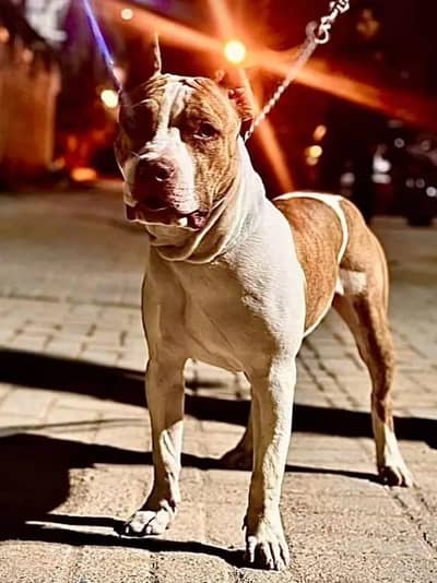 american pitbull pair dog