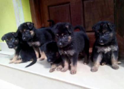 TOP QUALITY GERMAN SHEPHERD PUPPIES AVAILABLE FOR SALE ONLY FOR FAMILS