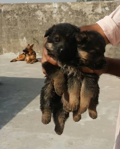 TOP QUALITY GERMAN SHEPHERD PUPPIES AVAILABLE FOR SALE ONLY FOR FAMILS