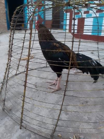 asel mianawali morgha for sell