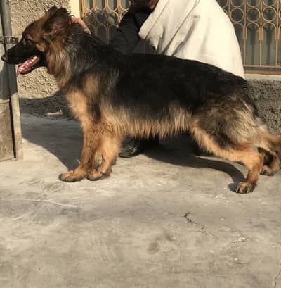 Quality German Male for sale