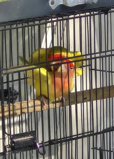 Lovebirds Breeder pairs for sale