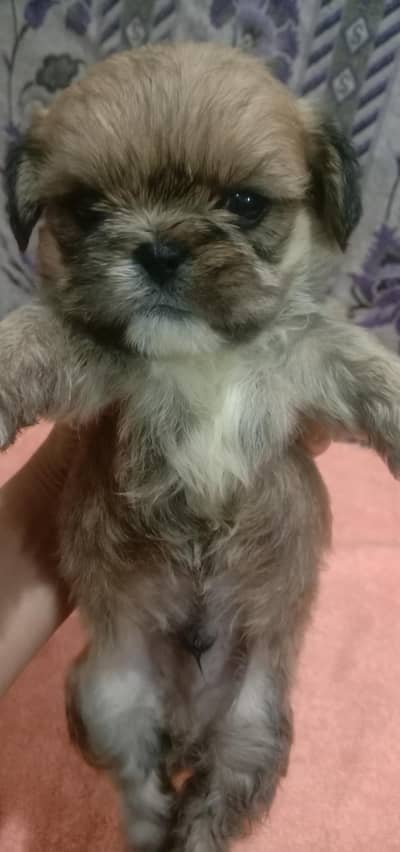 shih tzu puppy male