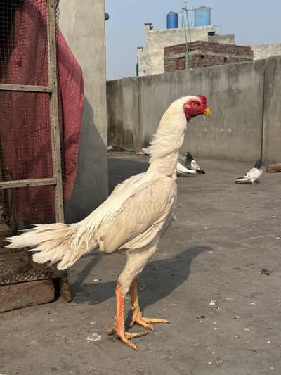 Aseel Heera pair ready for breed