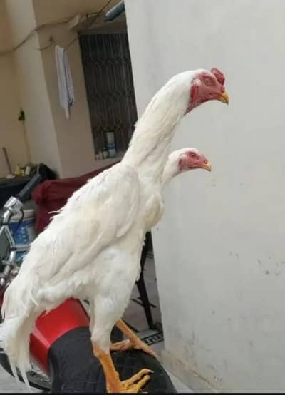 Paper White pair age 4 month bilkul active urgent for sale